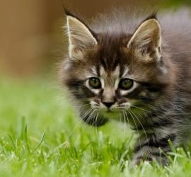 Rummen på Podvins kattpensionat
